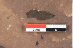 Foto (Detailansicht) von Aronium extinctum Ettingshausen (NHMW-GEO-2024-0188-0453)